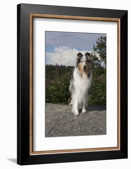 Rough Collie-Lynn M^ Stone-Framed Photographic Print