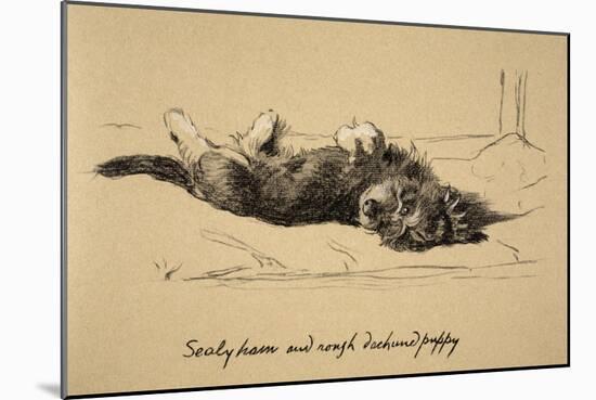 Rough Daschund Puppy Detail, 1930, IllJust Among Friends, Aldin, Cecil Charles Windsor-Cecil Aldin-Mounted Giclee Print