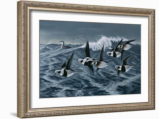 Rough Day on the Bay - Oldsquaw Ducks-Wilhelm Goebel-Framed Giclee Print