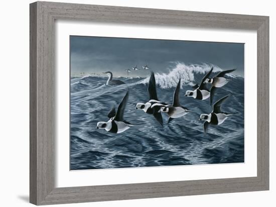 Rough Day on the Bay - Oldsquaw Ducks-Wilhelm Goebel-Framed Giclee Print