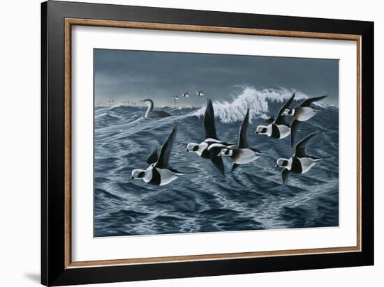 Rough Day on the Bay - Oldsquaw Ducks-Wilhelm Goebel-Framed Giclee Print