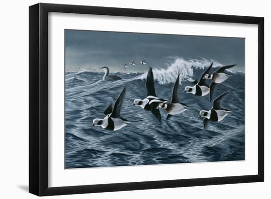Rough Day on the Bay - Oldsquaw Ducks-Wilhelm Goebel-Framed Giclee Print
