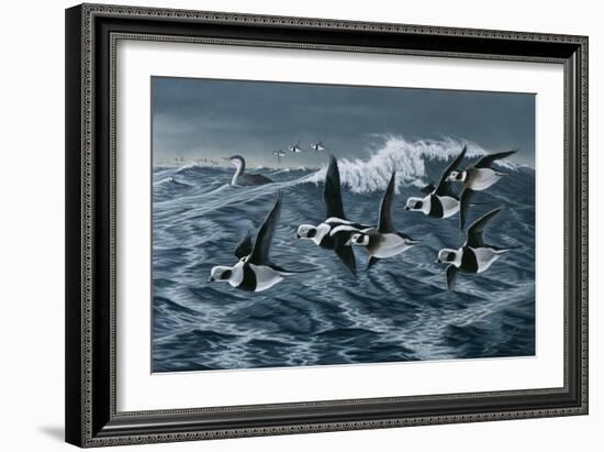 Rough Day on the Bay - Oldsquaw Ducks-Wilhelm Goebel-Framed Giclee Print