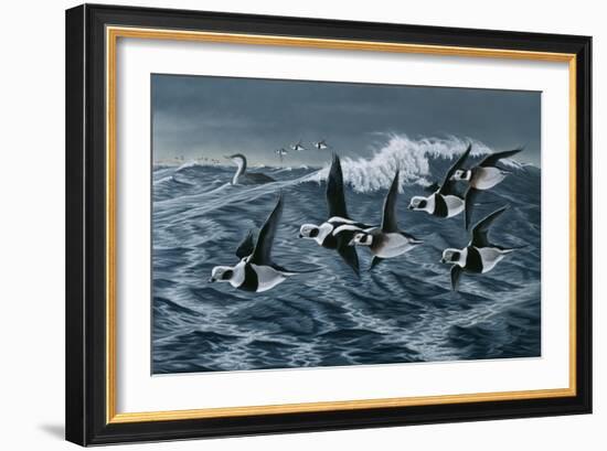 Rough Day on the Bay - Oldsquaw Ducks-Wilhelm Goebel-Framed Giclee Print