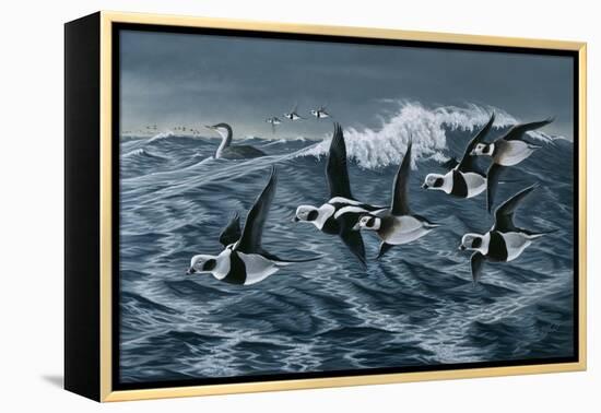 Rough Day on the Bay - Oldsquaw Ducks-Wilhelm Goebel-Framed Premier Image Canvas