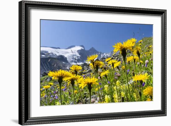 Rough Hawkbit in Full Bloom, Zillertal Alps, Austria-Martin Zwick-Framed Photographic Print