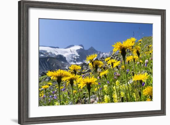 Rough Hawkbit in Full Bloom, Zillertal Alps, Austria-Martin Zwick-Framed Photographic Print