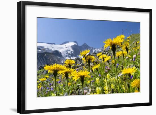 Rough Hawkbit in Full Bloom, Zillertal Alps, Austria-Martin Zwick-Framed Photographic Print