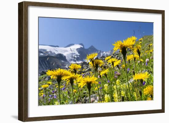 Rough Hawkbit in Full Bloom, Zillertal Alps, Austria-Martin Zwick-Framed Photographic Print