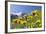 Rough Hawkbit in Full Bloom, Zillertal Alps, Austria-Martin Zwick-Framed Photographic Print