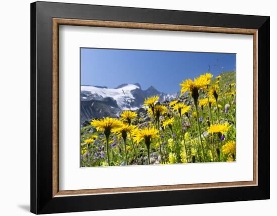 Rough Hawkbit in Full Bloom, Zillertal Alps, Austria-Martin Zwick-Framed Photographic Print