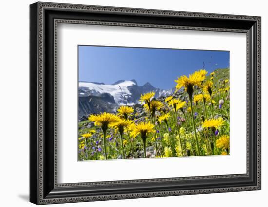 Rough Hawkbit in Full Bloom, Zillertal Alps, Austria-Martin Zwick-Framed Photographic Print