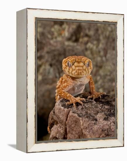 Rough Knob-Tail Gecko, Nephrurus Amyae, Native to Western Australia-David Northcott-Framed Premier Image Canvas