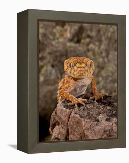 Rough Knob-Tail Gecko, Nephrurus Amyae, Native to Western Australia-David Northcott-Framed Premier Image Canvas