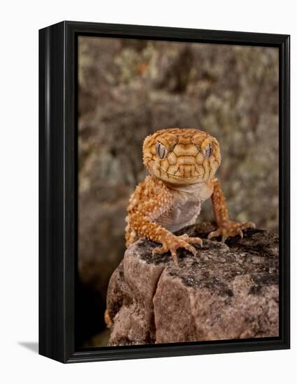 Rough Knob-Tail Gecko, Nephrurus Amyae, Native to Western Australia-David Northcott-Framed Premier Image Canvas