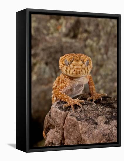 Rough Knob-Tail Gecko, Nephrurus Amyae, Native to Western Australia-David Northcott-Framed Premier Image Canvas