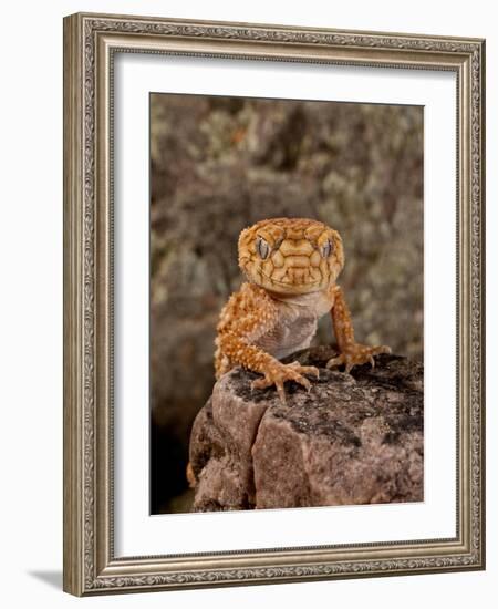 Rough Knob-Tail Gecko, Nephrurus Amyae, Native to Western Australia-David Northcott-Framed Photographic Print