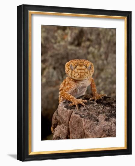 Rough Knob-Tail Gecko, Nephrurus Amyae, Native to Western Australia-David Northcott-Framed Photographic Print