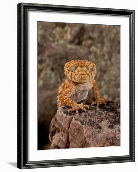 Rough Knob-Tail Gecko, Nephrurus Amyae, Native to Western Australia-David Northcott-Framed Photographic Print