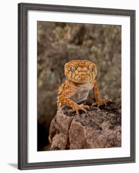 Rough Knob-Tail Gecko, Nephrurus Amyae, Native to Western Australia-David Northcott-Framed Photographic Print