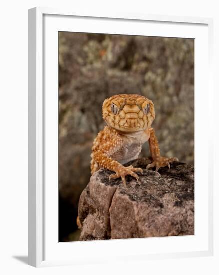 Rough Knob-Tail Gecko, Nephrurus Amyae, Native to Western Australia-David Northcott-Framed Photographic Print