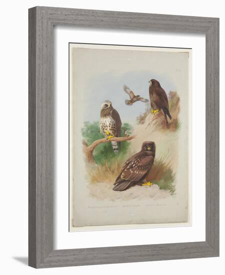 Rough Legged Buzzard, Spotted Eagle and Common Buzzard, C.1915 (W/C & Bodycolour with Gum Arabic Ov-Archibald Thorburn-Framed Giclee Print