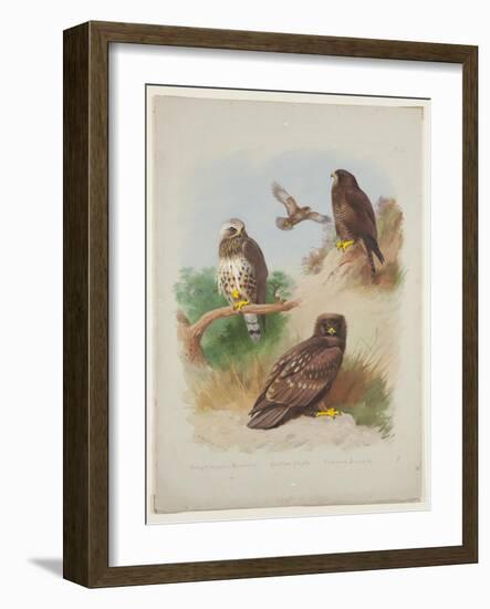 Rough Legged Buzzard, Spotted Eagle and Common Buzzard, C.1915 (W/C & Bodycolour with Gum Arabic Ov-Archibald Thorburn-Framed Giclee Print