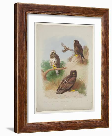 Rough Legged Buzzard, Spotted Eagle and Common Buzzard, C.1915 (W/C & Bodycolour with Gum Arabic Ov-Archibald Thorburn-Framed Giclee Print