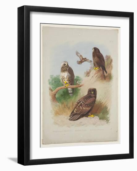 Rough Legged Buzzard, Spotted Eagle and Common Buzzard, C.1915 (W/C & Bodycolour with Gum Arabic Ov-Archibald Thorburn-Framed Giclee Print