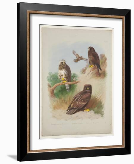Rough Legged Buzzard, Spotted Eagle and Common Buzzard, C.1915 (W/C & Bodycolour with Gum Arabic Ov-Archibald Thorburn-Framed Giclee Print