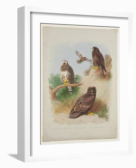 Rough Legged Buzzard, Spotted Eagle and Common Buzzard, C.1915 (W/C & Bodycolour with Gum Arabic Ov-Archibald Thorburn-Framed Giclee Print