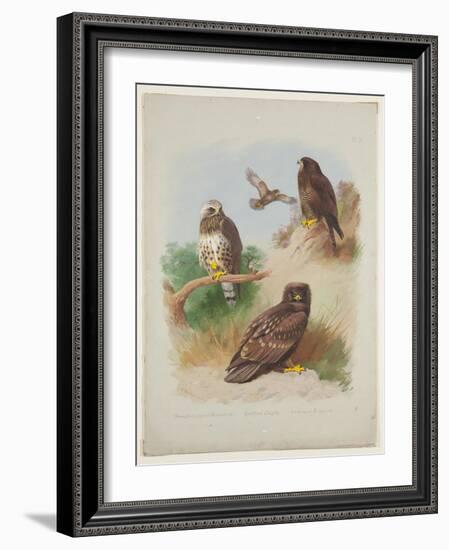 Rough Legged Buzzard, Spotted Eagle and Common Buzzard, C.1915 (W/C & Bodycolour with Gum Arabic Ov-Archibald Thorburn-Framed Giclee Print