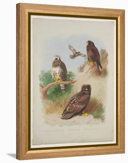 Rough Legged Buzzard, Spotted Eagle and Common Buzzard, C.1915 (W/C & Bodycolour with Gum Arabic Ov-Archibald Thorburn-Framed Premier Image Canvas