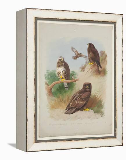 Rough Legged Buzzard, Spotted Eagle and Common Buzzard, C.1915 (W/C & Bodycolour with Gum Arabic Ov-Archibald Thorburn-Framed Premier Image Canvas