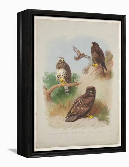 Rough Legged Buzzard, Spotted Eagle and Common Buzzard, C.1915 (W/C & Bodycolour with Gum Arabic Ov-Archibald Thorburn-Framed Premier Image Canvas