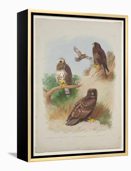 Rough Legged Buzzard, Spotted Eagle and Common Buzzard, C.1915 (W/C & Bodycolour with Gum Arabic Ov-Archibald Thorburn-Framed Premier Image Canvas