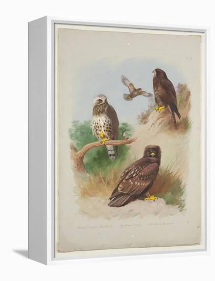 Rough Legged Buzzard, Spotted Eagle and Common Buzzard, C.1915 (W/C & Bodycolour with Gum Arabic Ov-Archibald Thorburn-Framed Premier Image Canvas