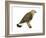 Rough-Legged Hawk (Buteo Lagopus), Birds-Encyclopaedia Britannica-Framed Art Print