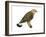 Rough-Legged Hawk (Buteo Lagopus), Birds-Encyclopaedia Britannica-Framed Art Print