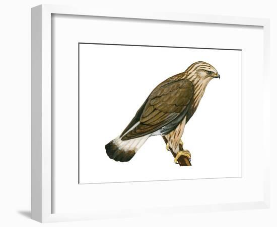 Rough-Legged Hawk (Buteo Lagopus), Birds-Encyclopaedia Britannica-Framed Art Print