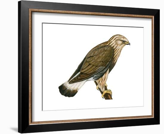 Rough-Legged Hawk (Buteo Lagopus), Birds-Encyclopaedia Britannica-Framed Art Print