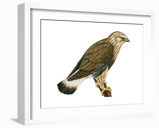 Rough-Legged Hawk (Buteo Lagopus), Birds-Encyclopaedia Britannica-Framed Art Print