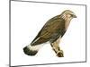 Rough-Legged Hawk (Buteo Lagopus), Birds-Encyclopaedia Britannica-Mounted Art Print