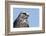 Rough-legged Hawk Close-up-Ken Archer-Framed Photographic Print