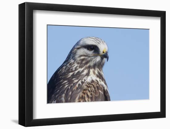 Rough-legged Hawk Close-up-Ken Archer-Framed Photographic Print