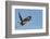 Rough-Legged Hawk-Ken Archer-Framed Photographic Print