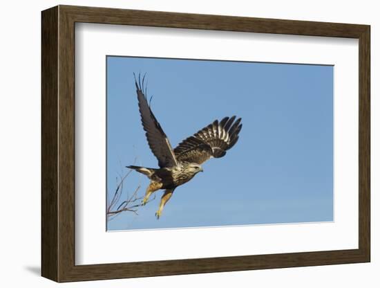 Rough-Legged Hawk-Ken Archer-Framed Photographic Print