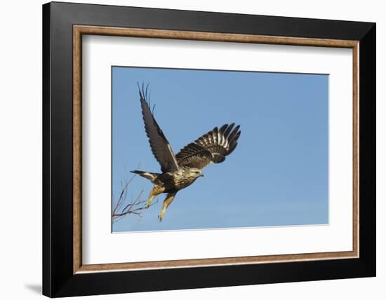 Rough-Legged Hawk-Ken Archer-Framed Photographic Print