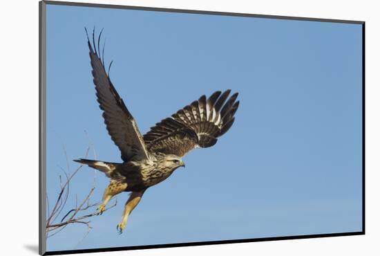 Rough-Legged Hawk-Ken Archer-Mounted Photographic Print