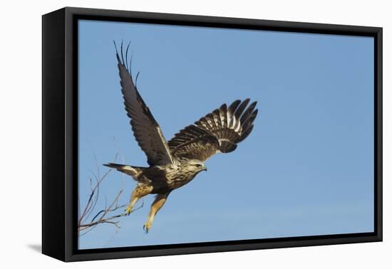 Rough-Legged Hawk-Ken Archer-Framed Premier Image Canvas